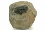Detailed Reedops Trilobite - Atchana, Morocco #376999-2